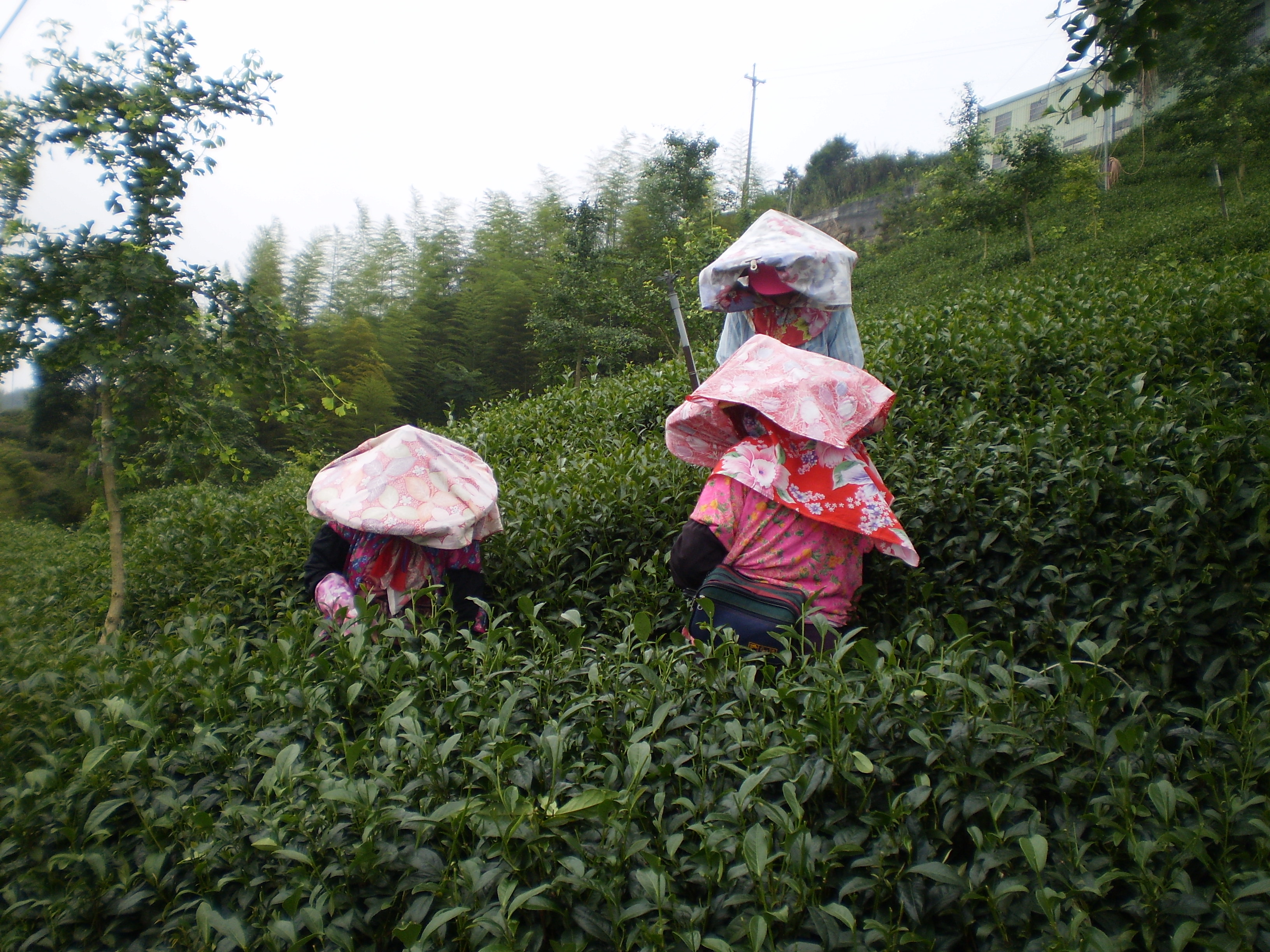 From the tea plantations